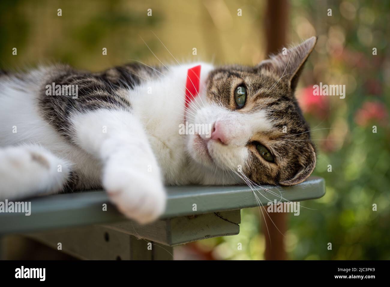 Tabby cat in the sun hi-res stock photography and images - Alamy