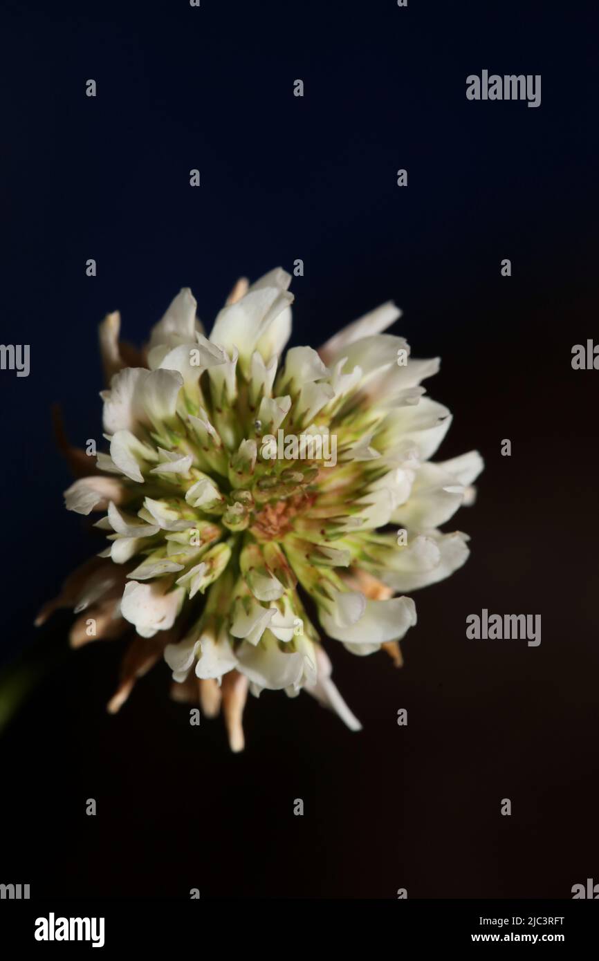 White wild flower blossom close up botanical background Trifolium alexandrinum family leguminosae high quality big size prints Stock Photo