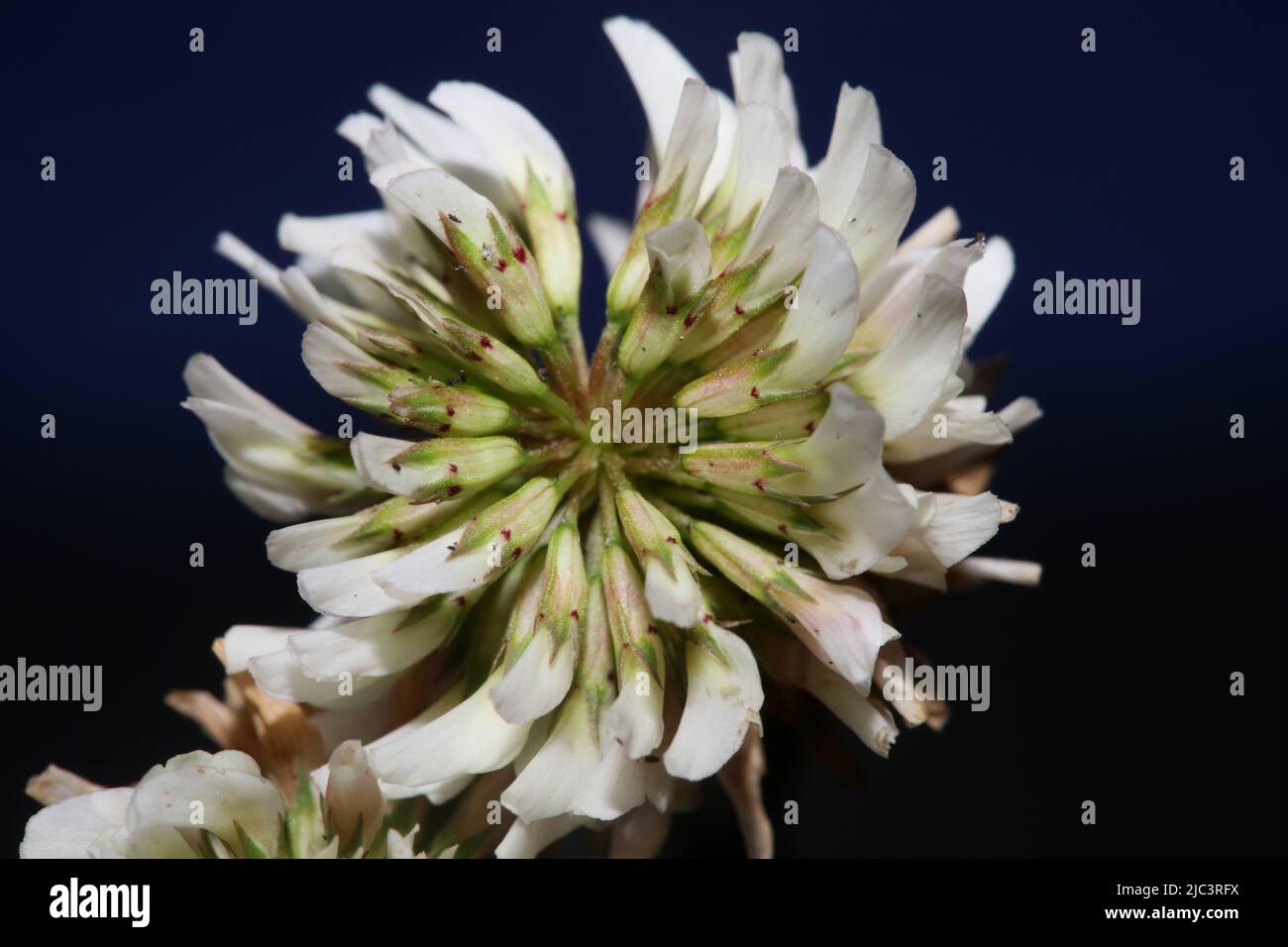 White wild flower blossom close up botanical background Trifolium alexandrinum family leguminosae high quality big size prints Stock Photo