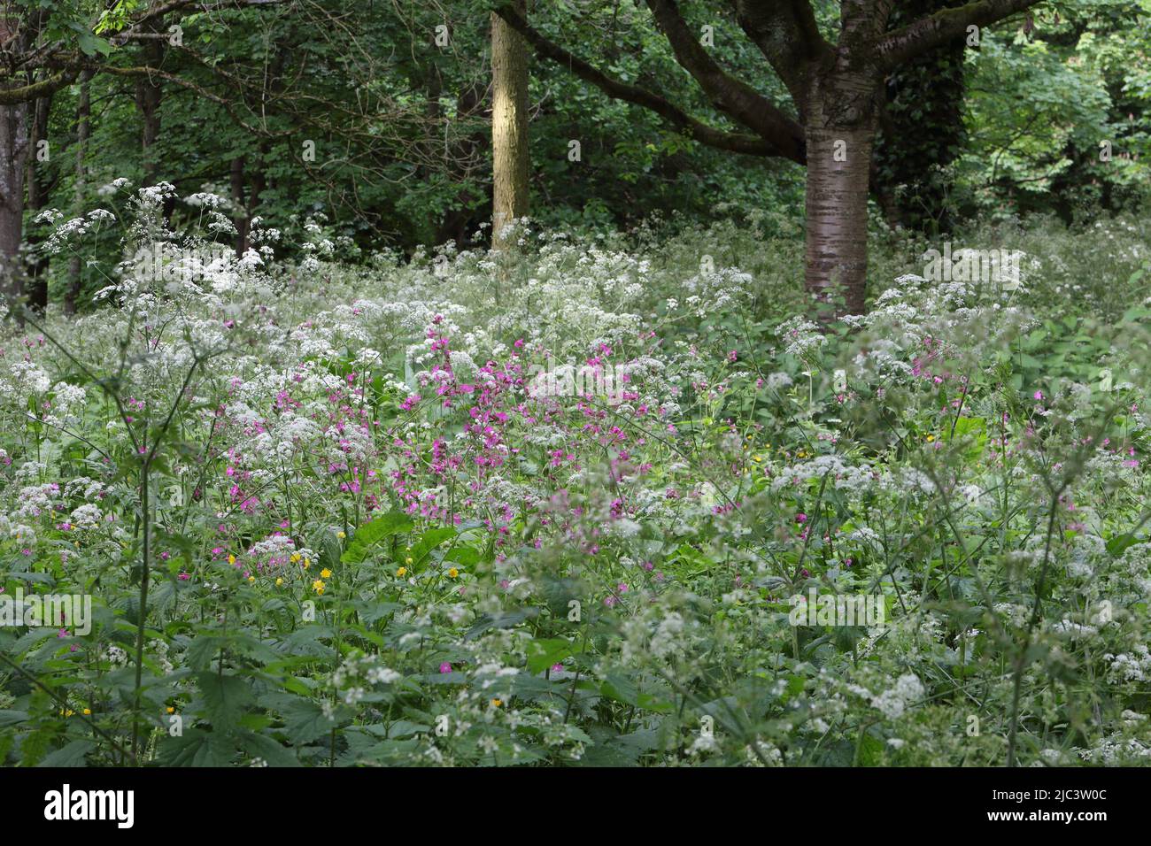 Area of woodland undergrowth, growing wild, with wild flowers plants Stock Photo