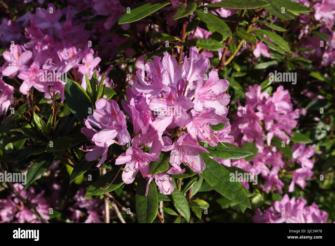 Purple Evergreen Azalea Flowers and plant Stock Photo