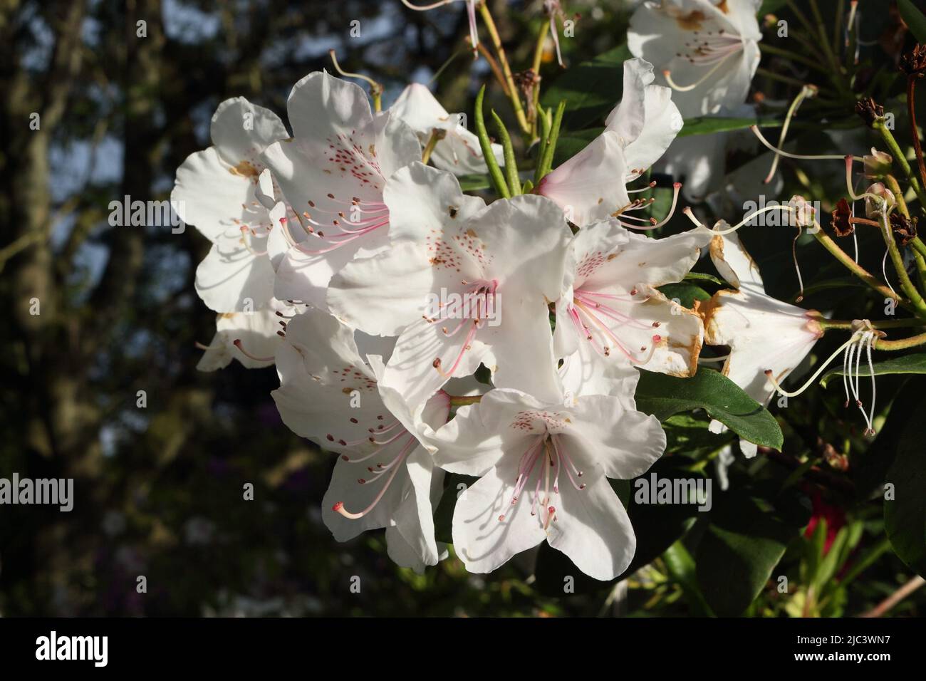 White Azalea flowers Stock Photo