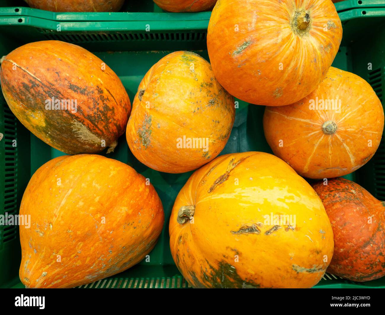 Orange round pumpkin. Background from pumpkins. Fruits in a box in the store. Food for the vegetarian. Healthy foods. Stock Photo