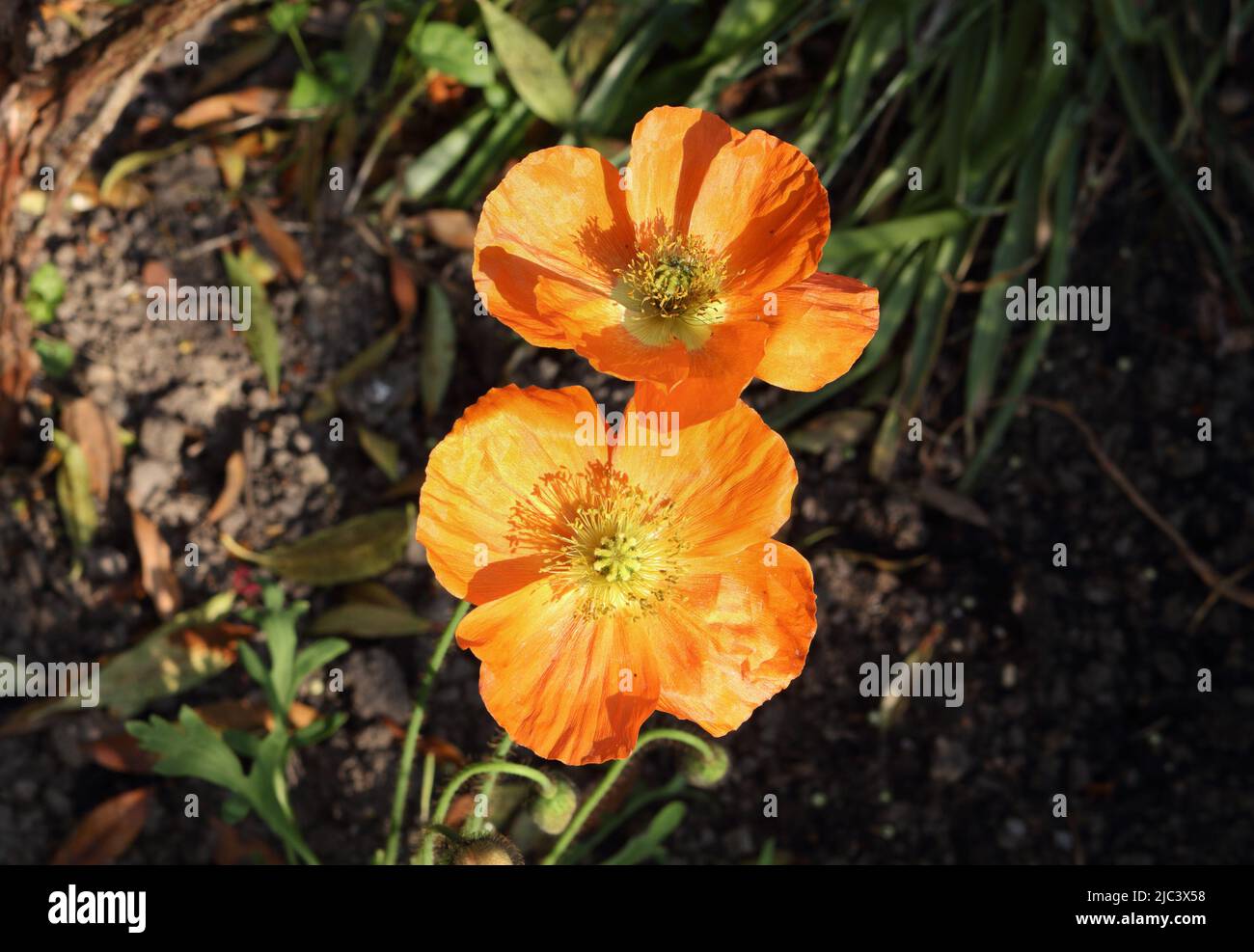 Papaver nudicaule, the Iceland poppy. Orange flower Stock Photo