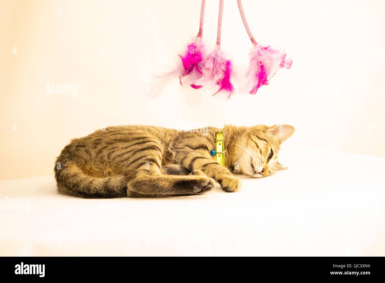cute kitten sleeping under duster Stock Photo