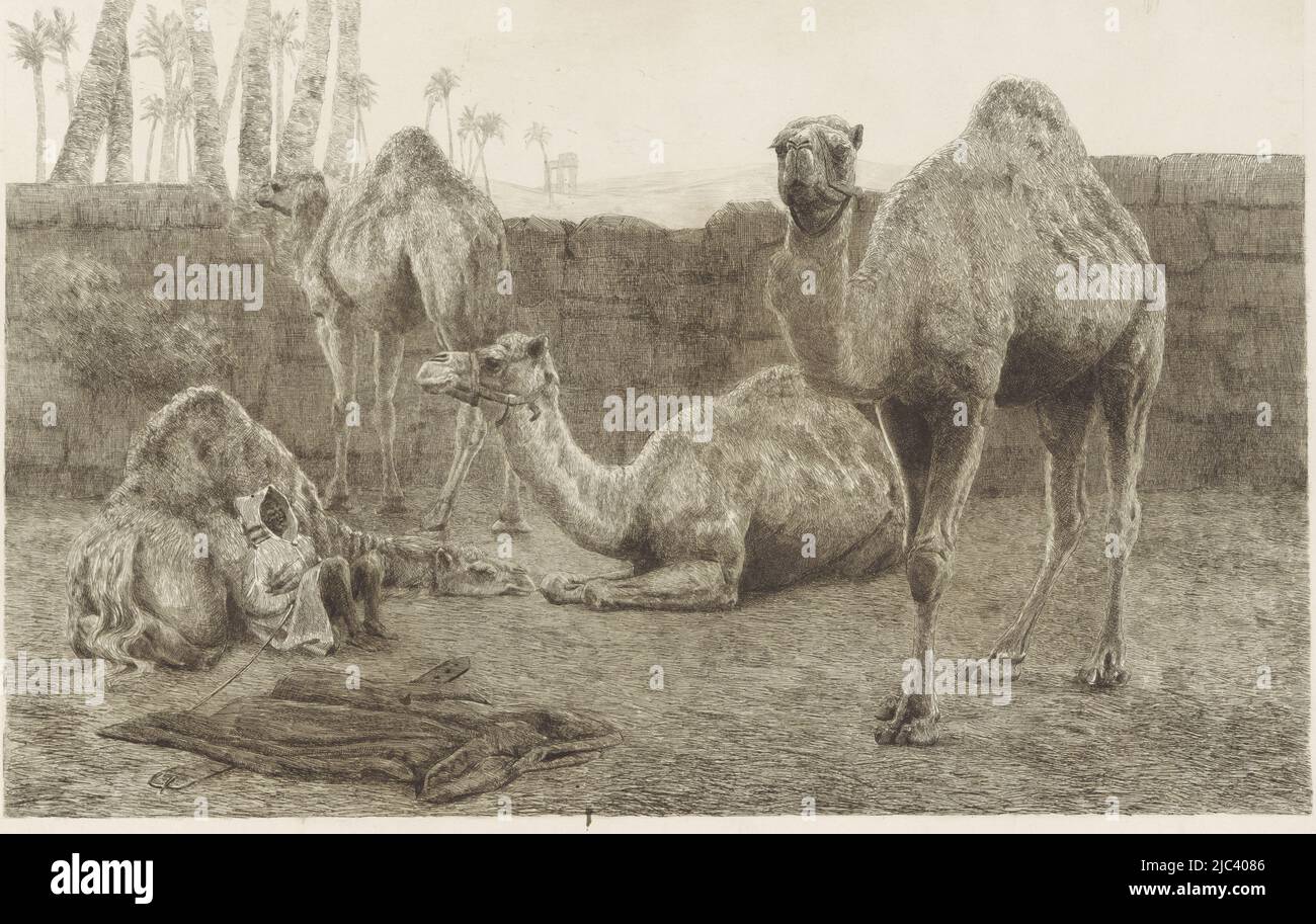 Four camels inside stone walls in the open air. A young camel driver