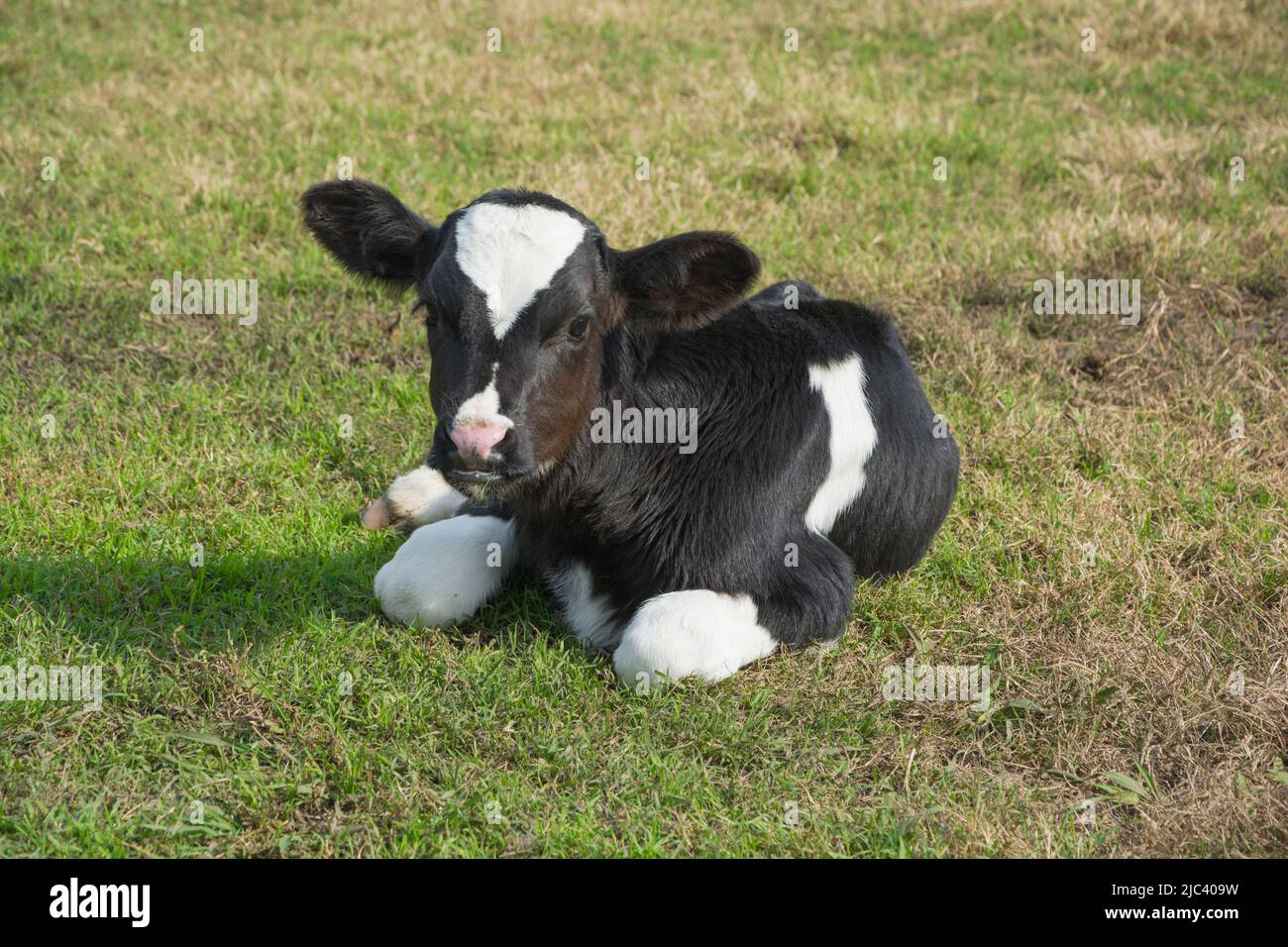 dairy cow, calf in the farm and dairy Stock Photo - Alamy