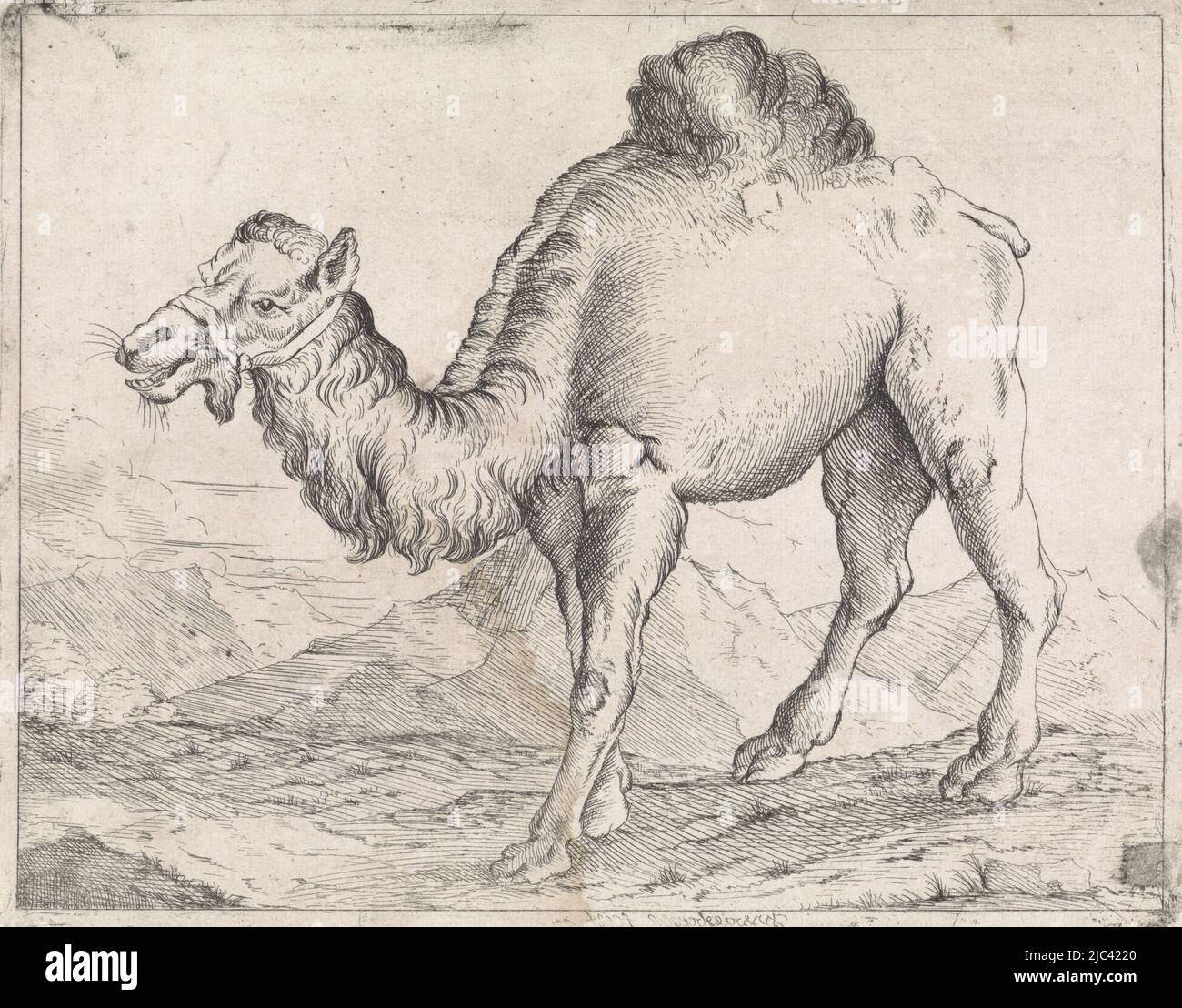 Landscape with a dromedary, print maker: Isaac van Waesberge, (mentioned on object), The Hague, 1643 - 1657, paper, etching, h 154 mm × w 195 mm Stock Photo