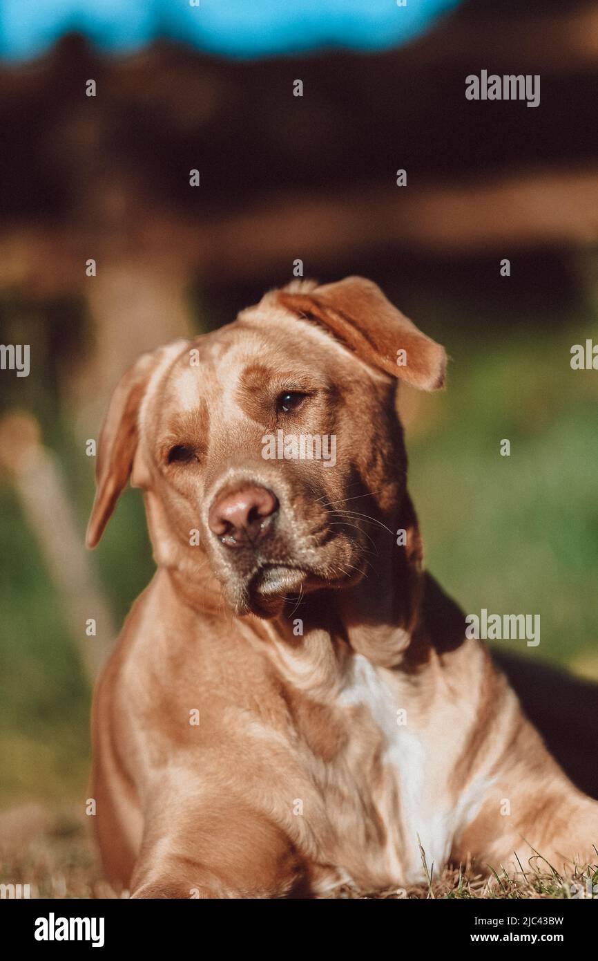 Portrait of a brown labrador pictured outdoors laying on the grass with a lovely creamy background. Stock Photo