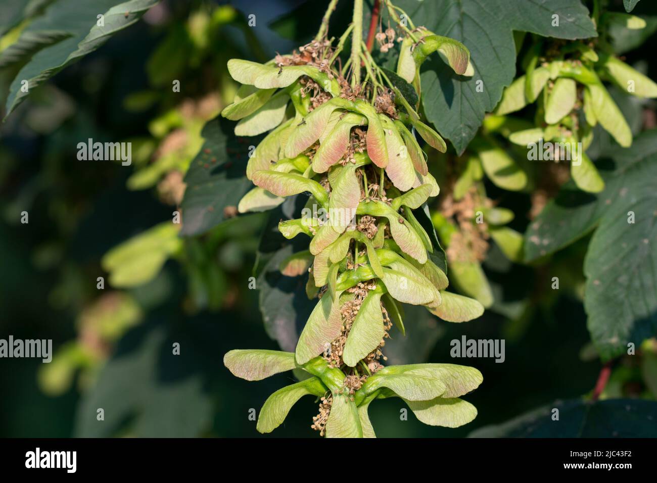 Acer pseudoplatanus, sycamore fruits and leaves closeup selective focus Stock Photo