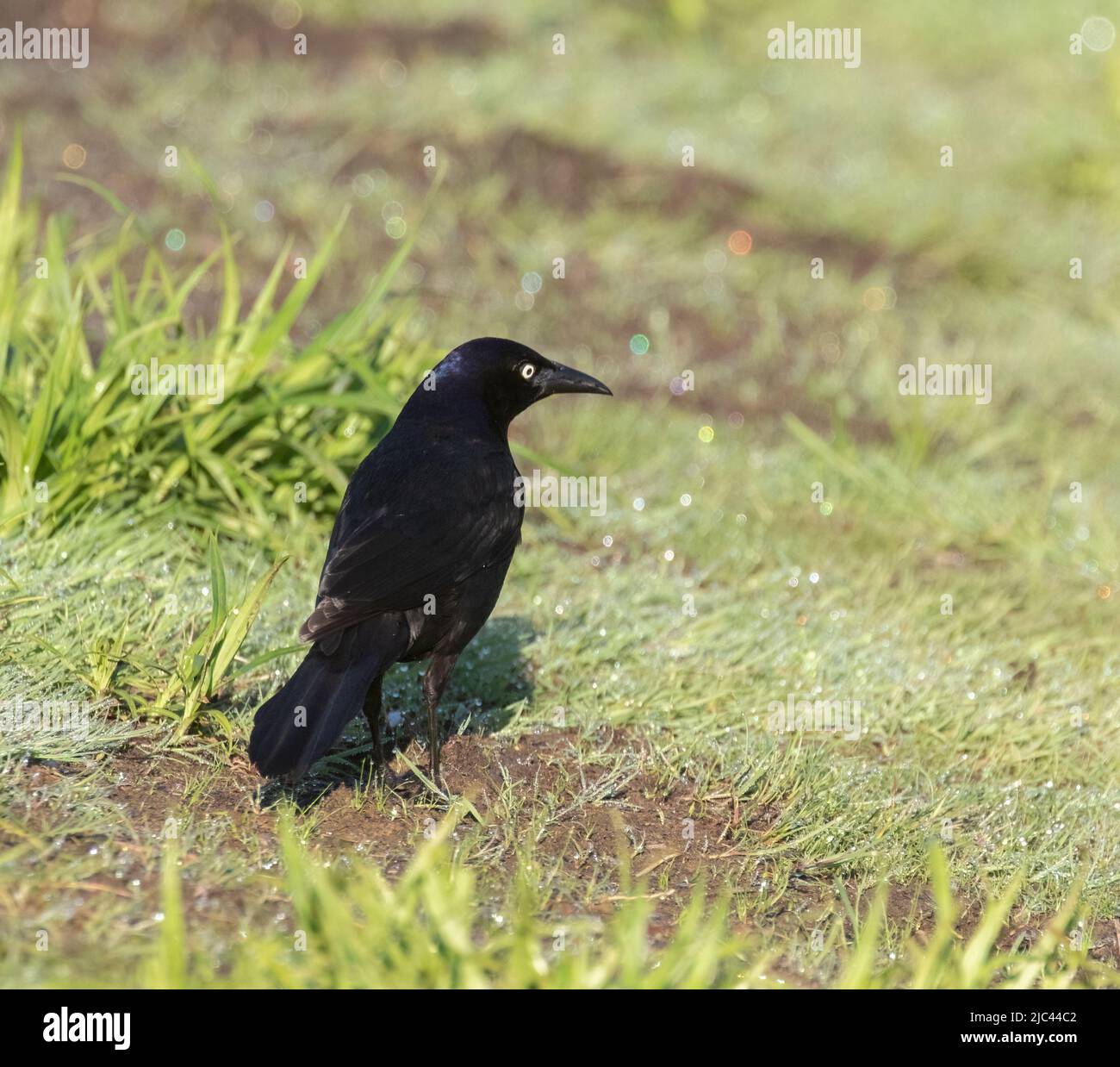 A Common Grackle on grass Stock Photo
