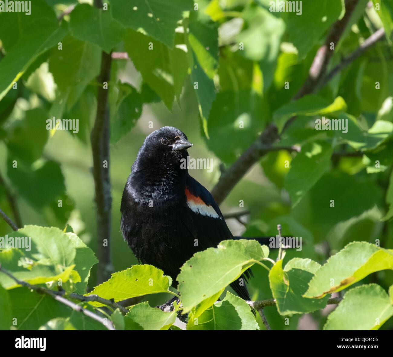 A closeup male Red-winged Blackbird in green foliage Stock Photo