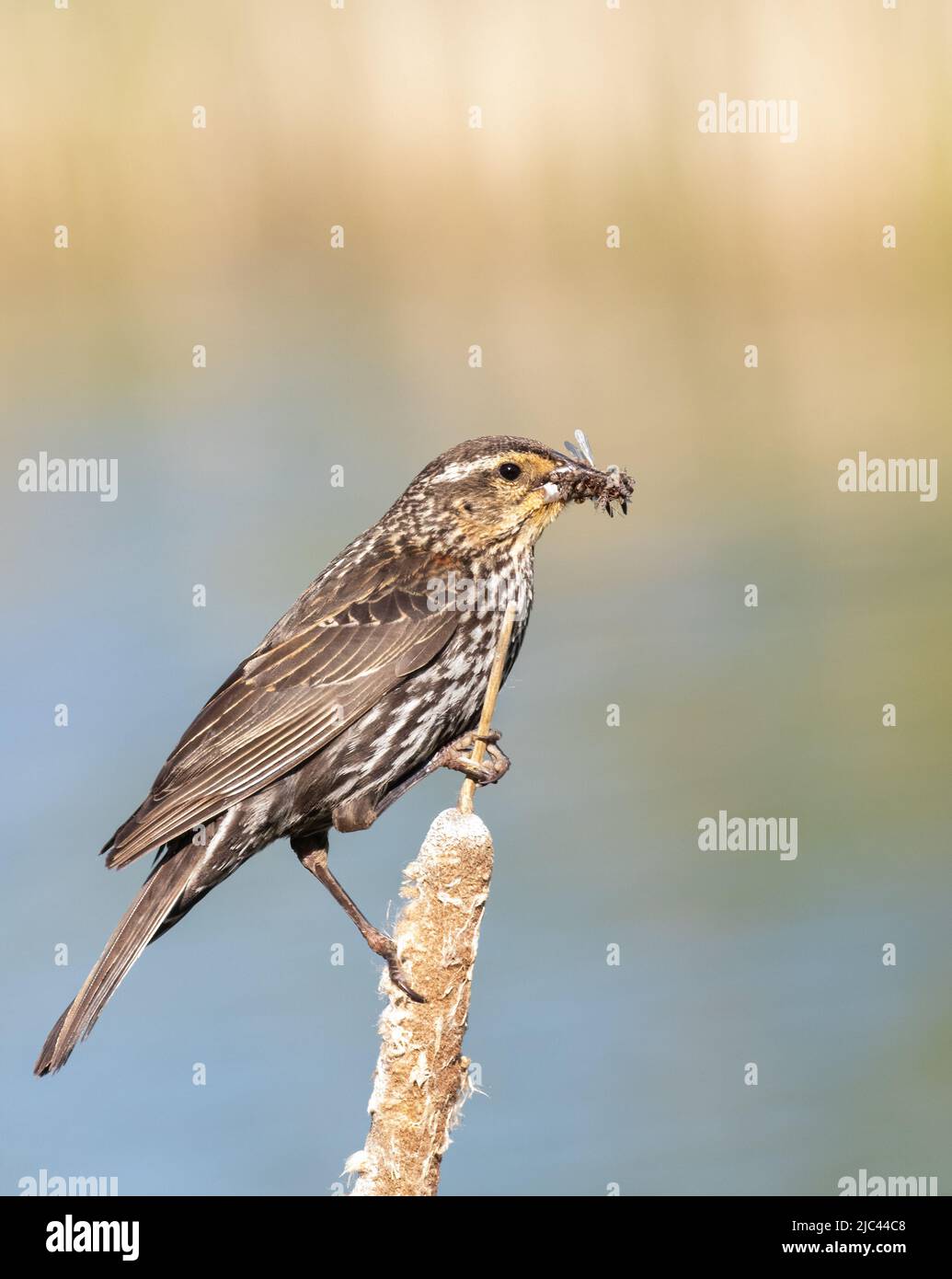 Closeup of a female Red-winged Blackbird on a cattail with a beak full of insects Stock Photo