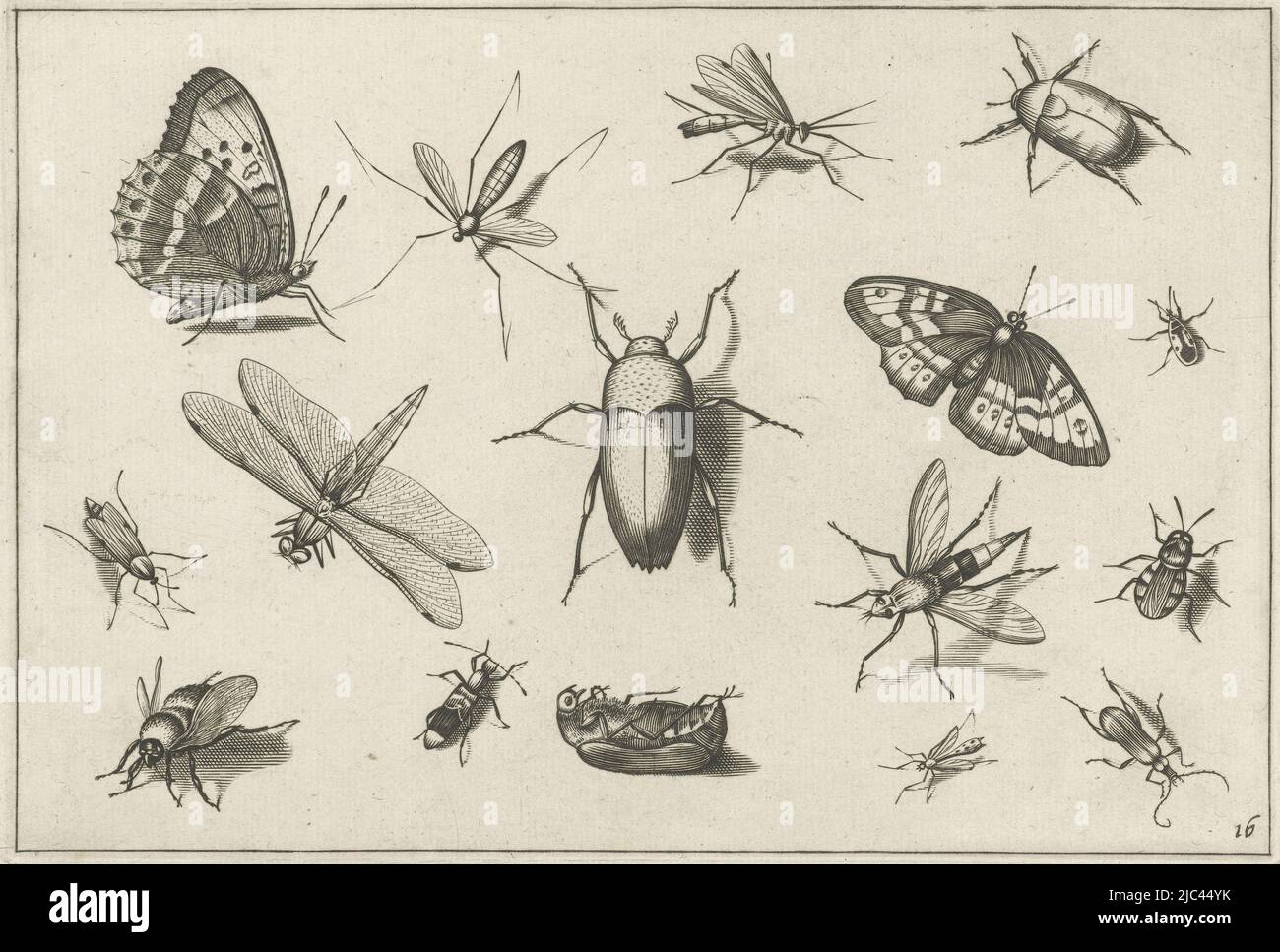 Several insects hi-res stock photography and images - Alamy