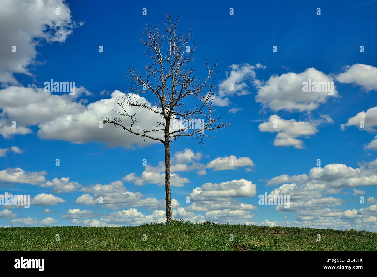A tree with no leaves growing on top of a green space in Alberta Canada Stock Photo