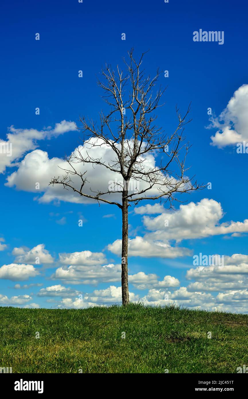 A tree with no leaves growing on top of a green space in Alberta Canada Stock Photo