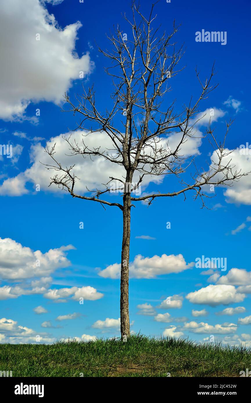 A little tree with no leaves standing on a grassy hill in a natural space in Alberta Canada Stock Photo