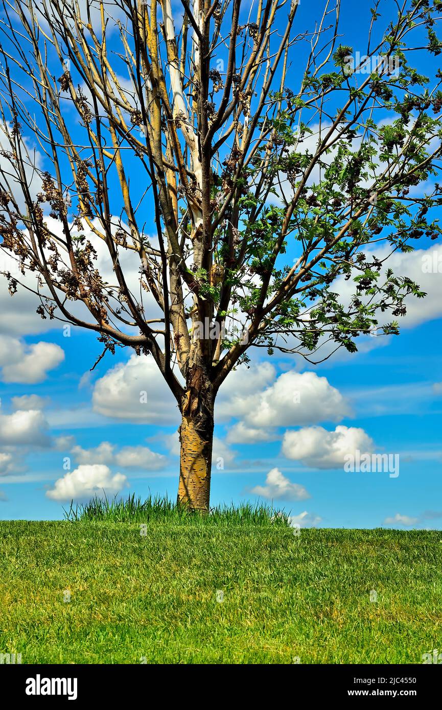 A little tree on top of a grassy hill starting to grow the green leaves of summer in Alberta Canada. Stock Photo