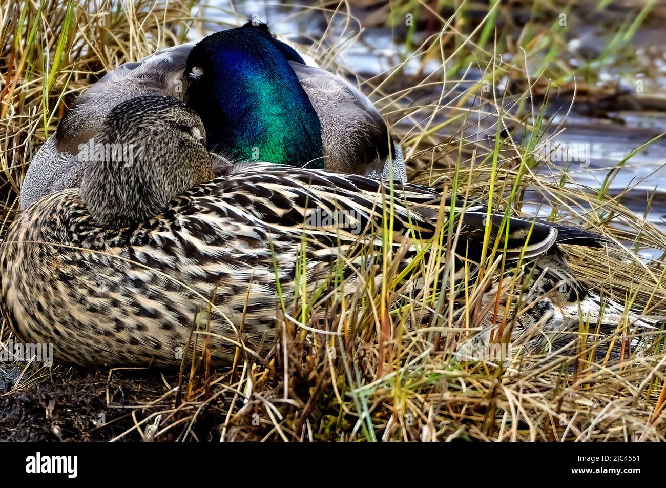 A male and female mallard ducks 'Anas platyrhynchos'; sleeping on a grassy portion of a wetland marsh in rural Alberta Canada Stock Photo