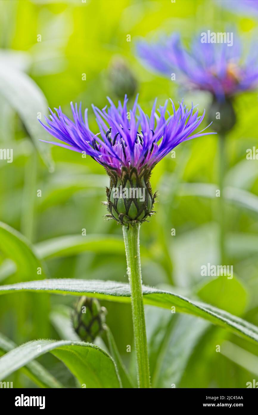 A close up of a purple cone flower in a garden in north Idaho. Stock Photo