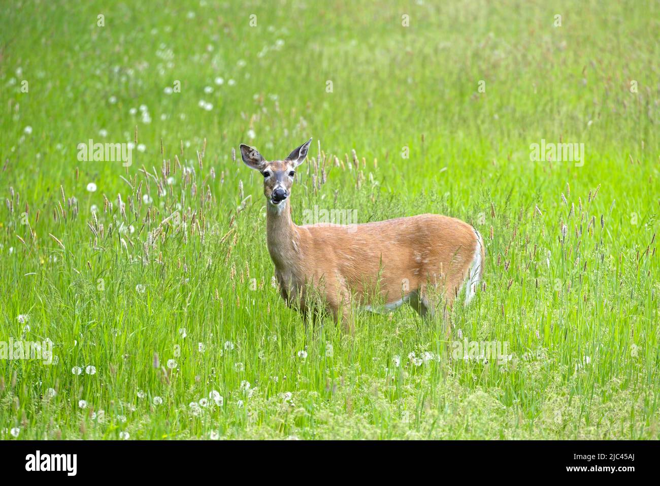 A white tail deer stands in a grassy field chewing on grass in eastern Washington. Stock Photo