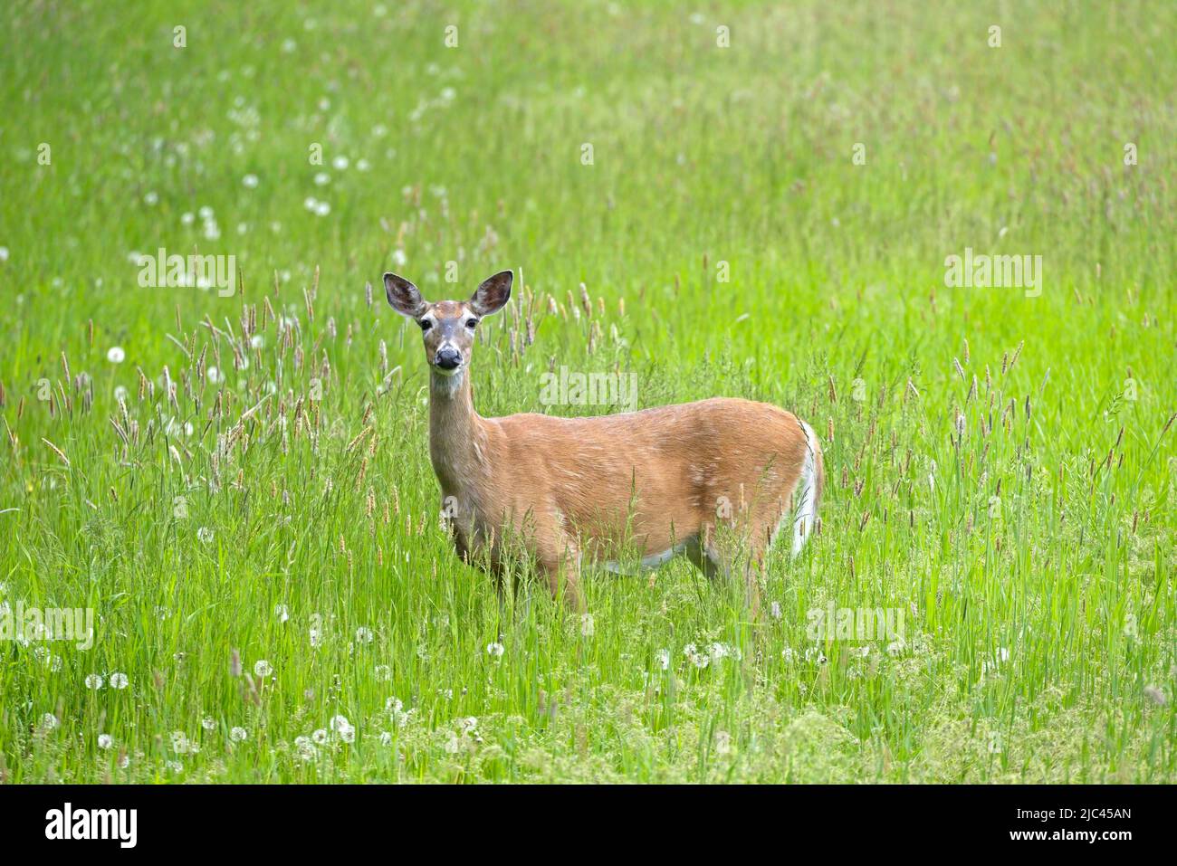 A white tail deer stands in a grassy field chewing on grass in eastern Washington. Stock Photo
