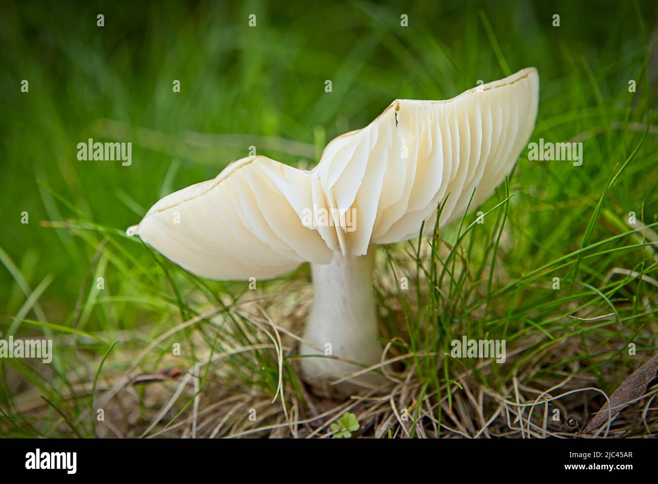 A close up photo of a white russula mushroom on the forest floor in north Idaho. Stock Photo