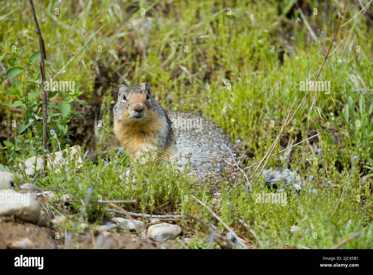 A furry columbian ground squirrel is looking around just outside a hole near Athol, Idaho. Stock Photo