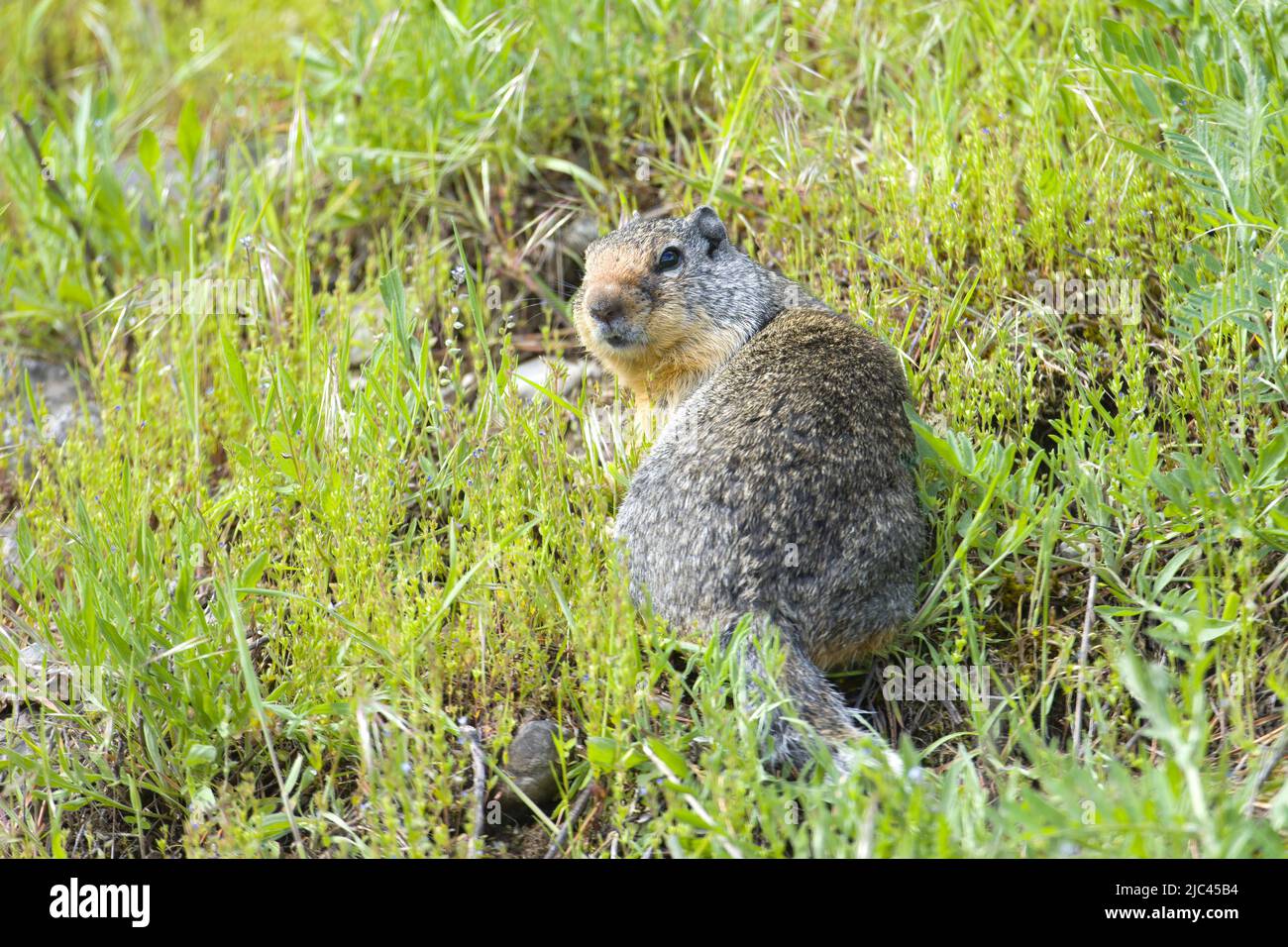 A small furry ground squirrel looking back from a small hill in Athol, Idaho. Stock Photo