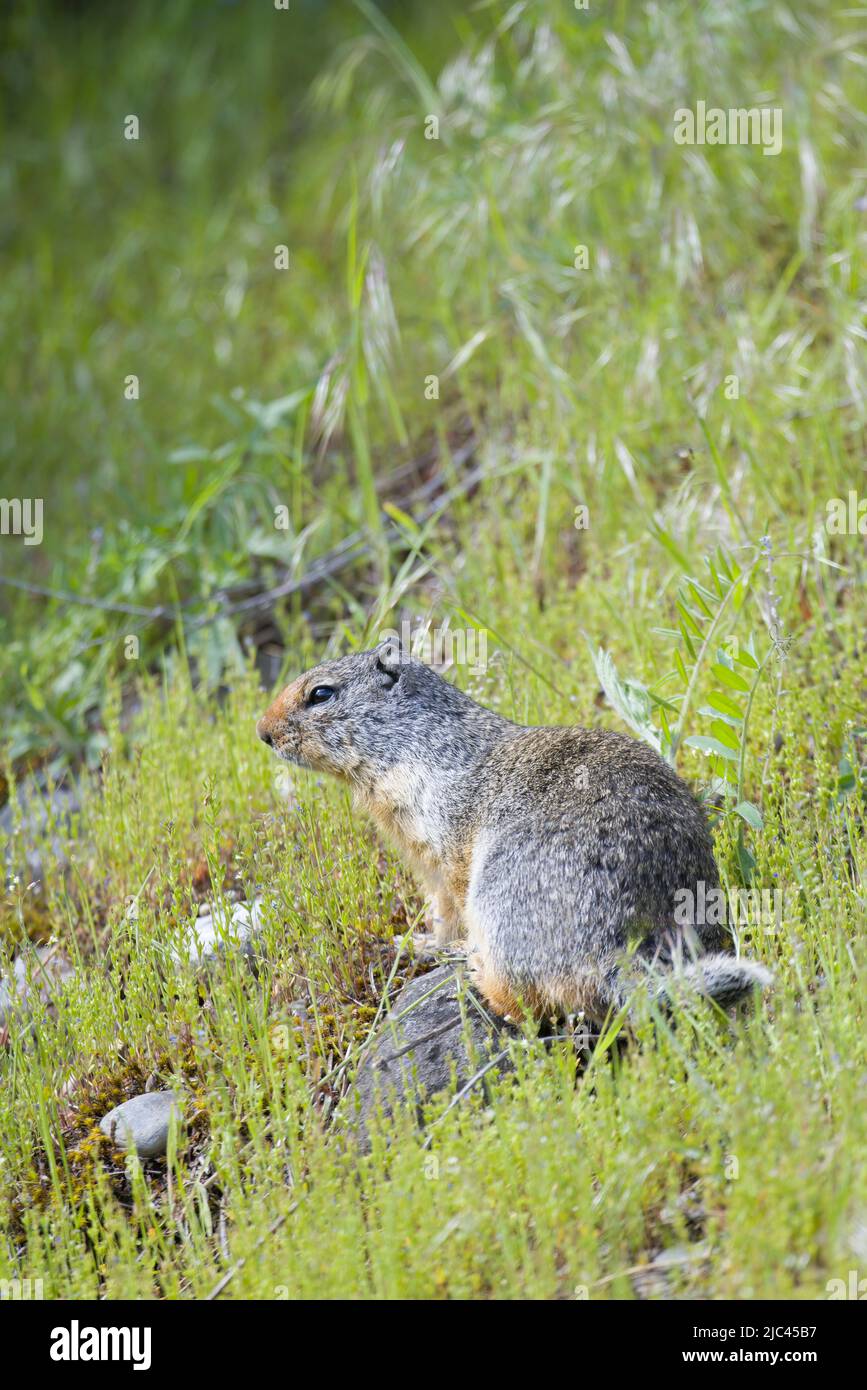 A columbian ground squirrel sits on a small rock near Athol, Idaho. Stock Photo