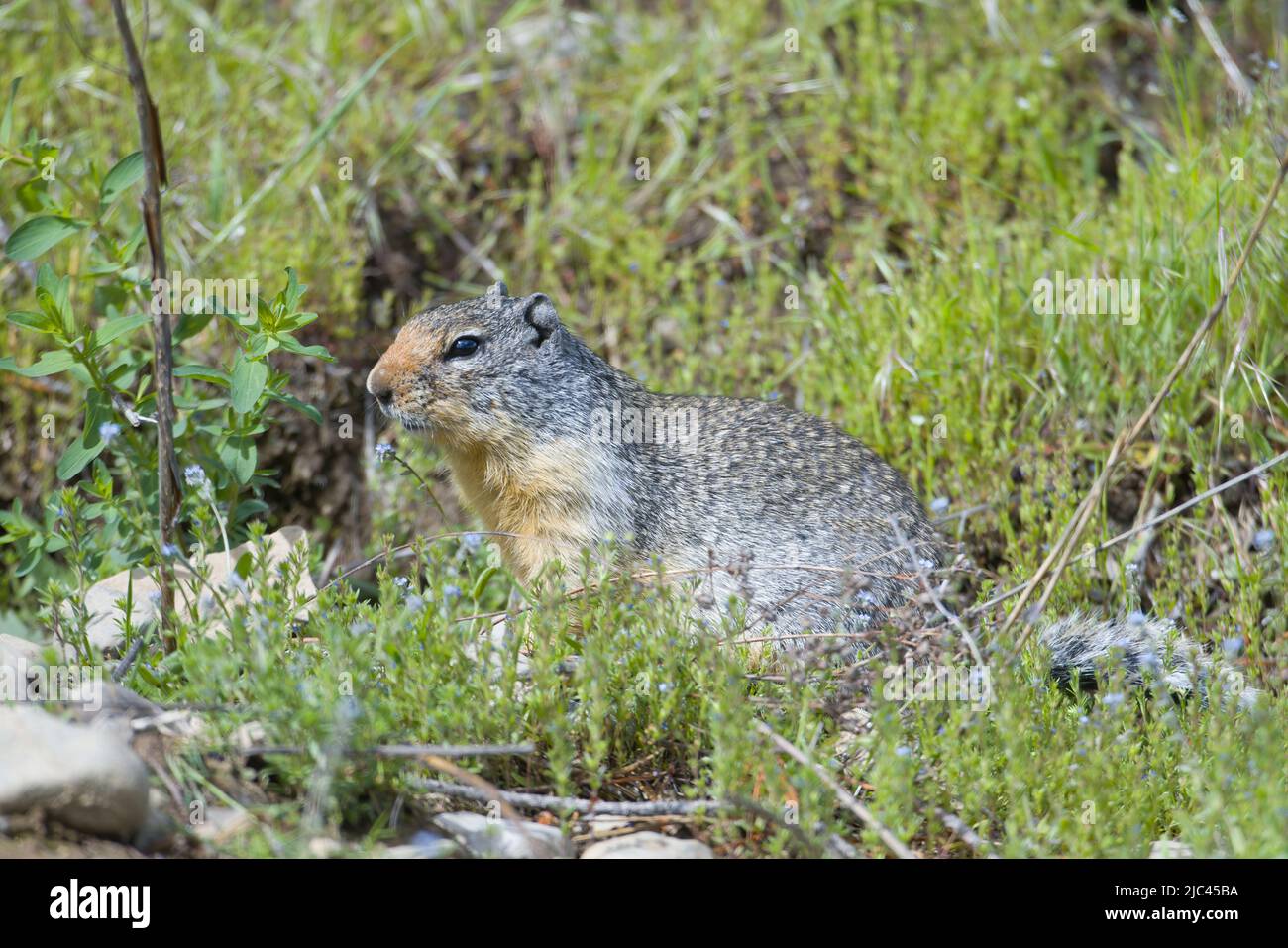 A furry columbian ground squirrel is looking around just outside a hole near Athol, Idaho. Stock Photo