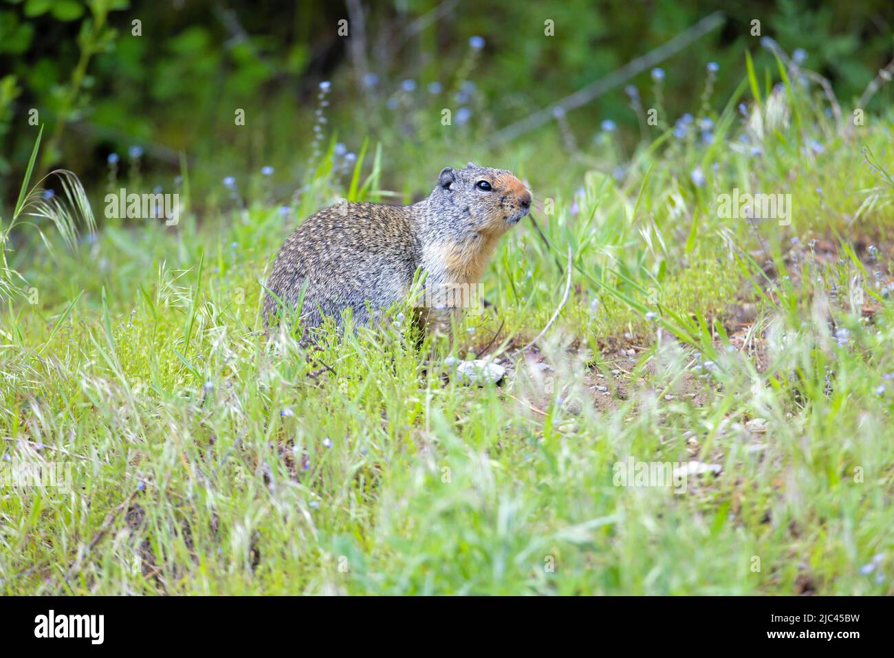 A columbian ground squirrel sits on a small rock near Athol, Idaho. Stock Photo