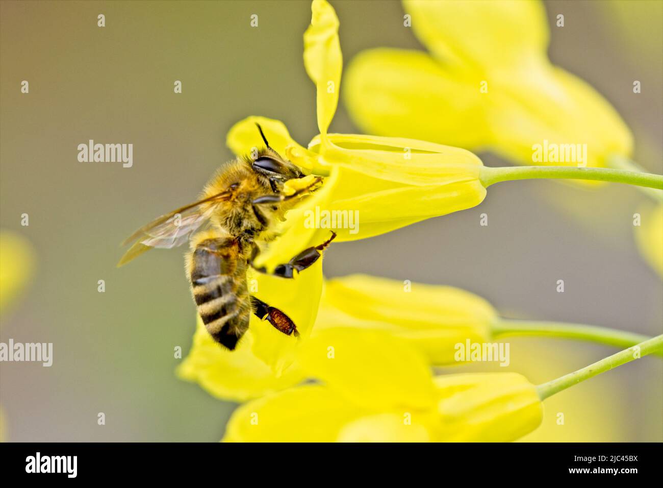 A close up of a honey bee gathering pollen inside a yellow flower in north Idaho. Stock Photo