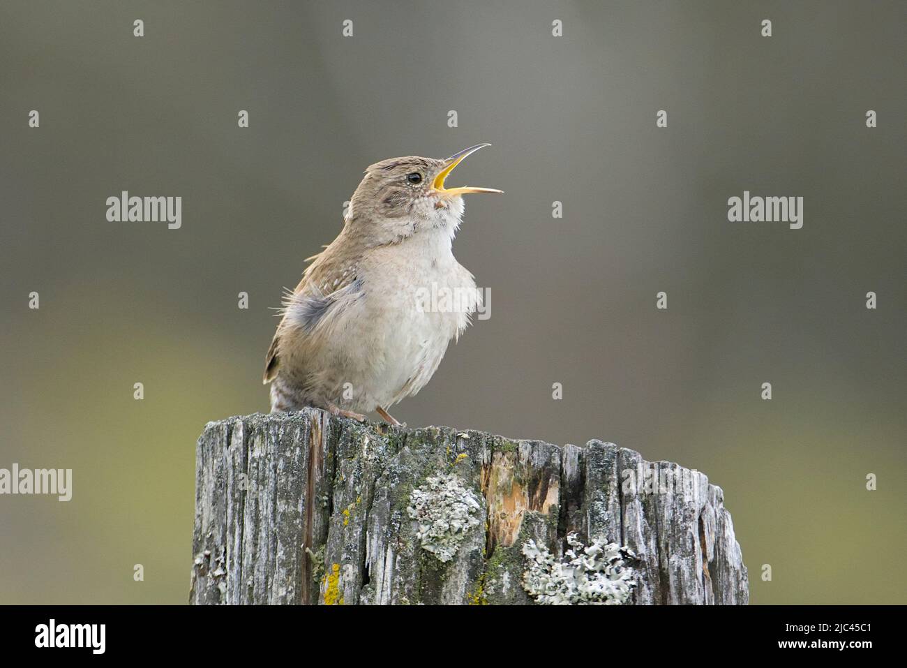 A small wren is perched on a post singing loudly in north Idaho. Stock Photo