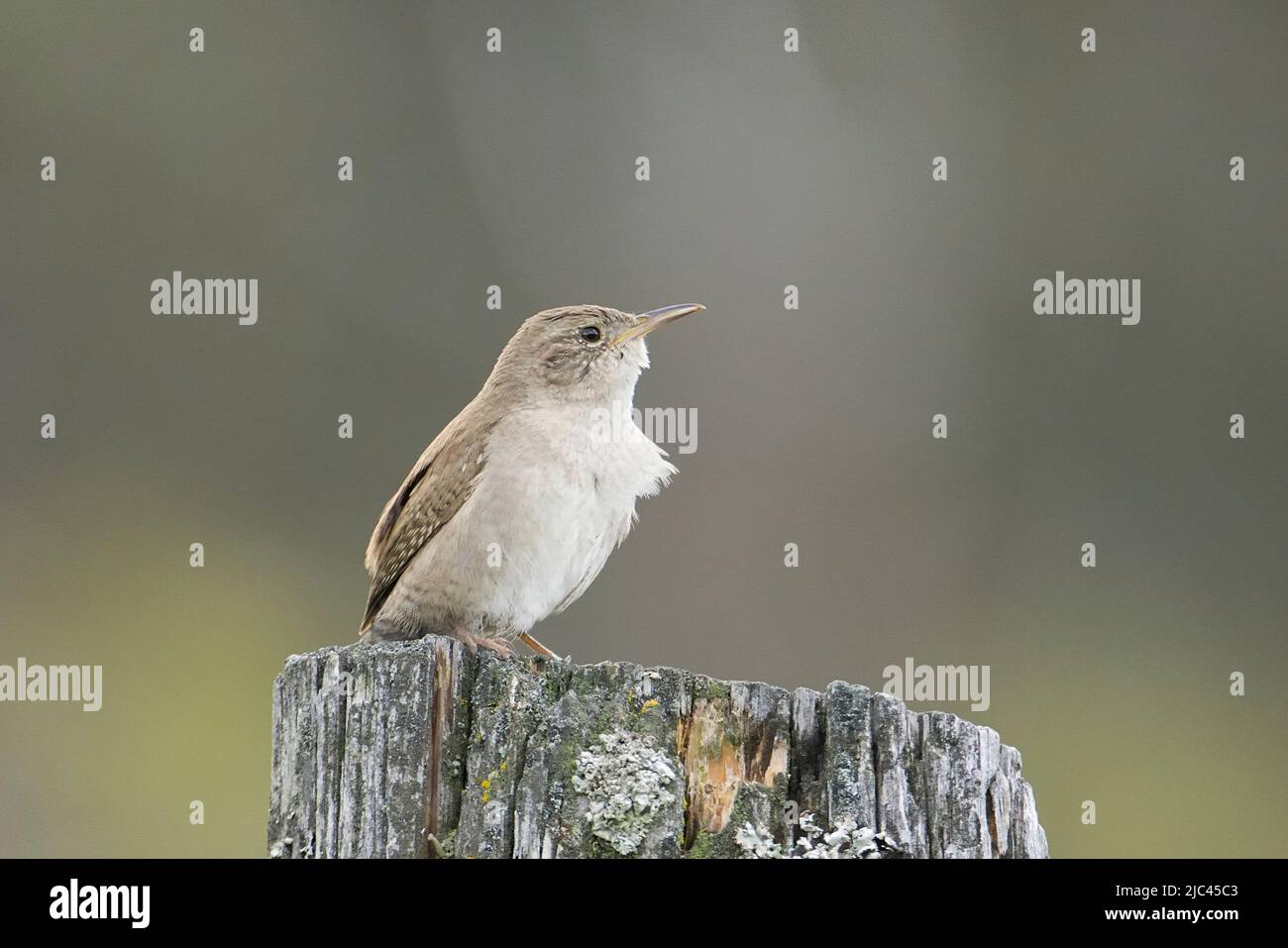 The side profile of a small wren on a post in north Idaho. Stock Photo