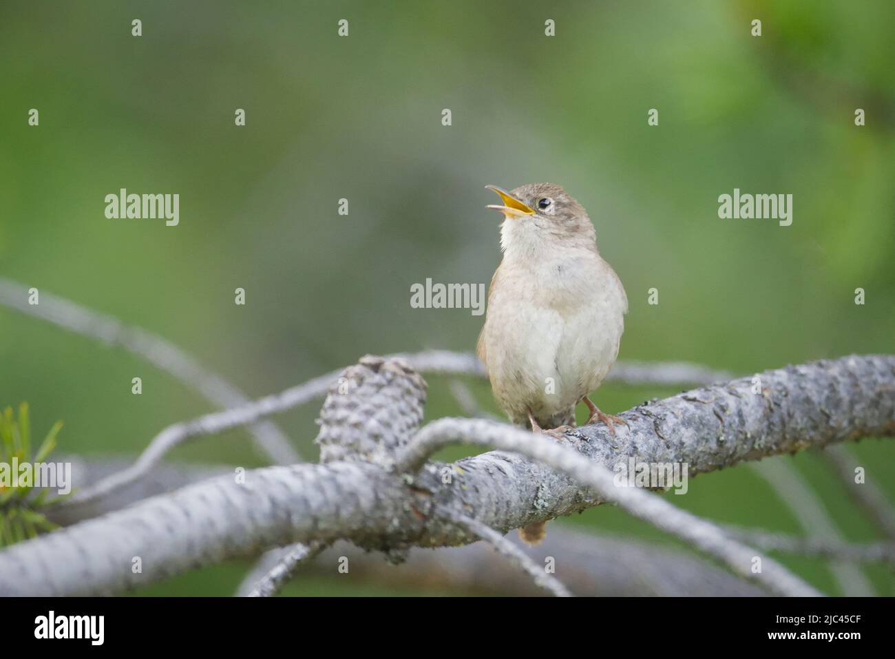 A small wren perch on a tree branch sings loudly in north Idaho. Stock Photo