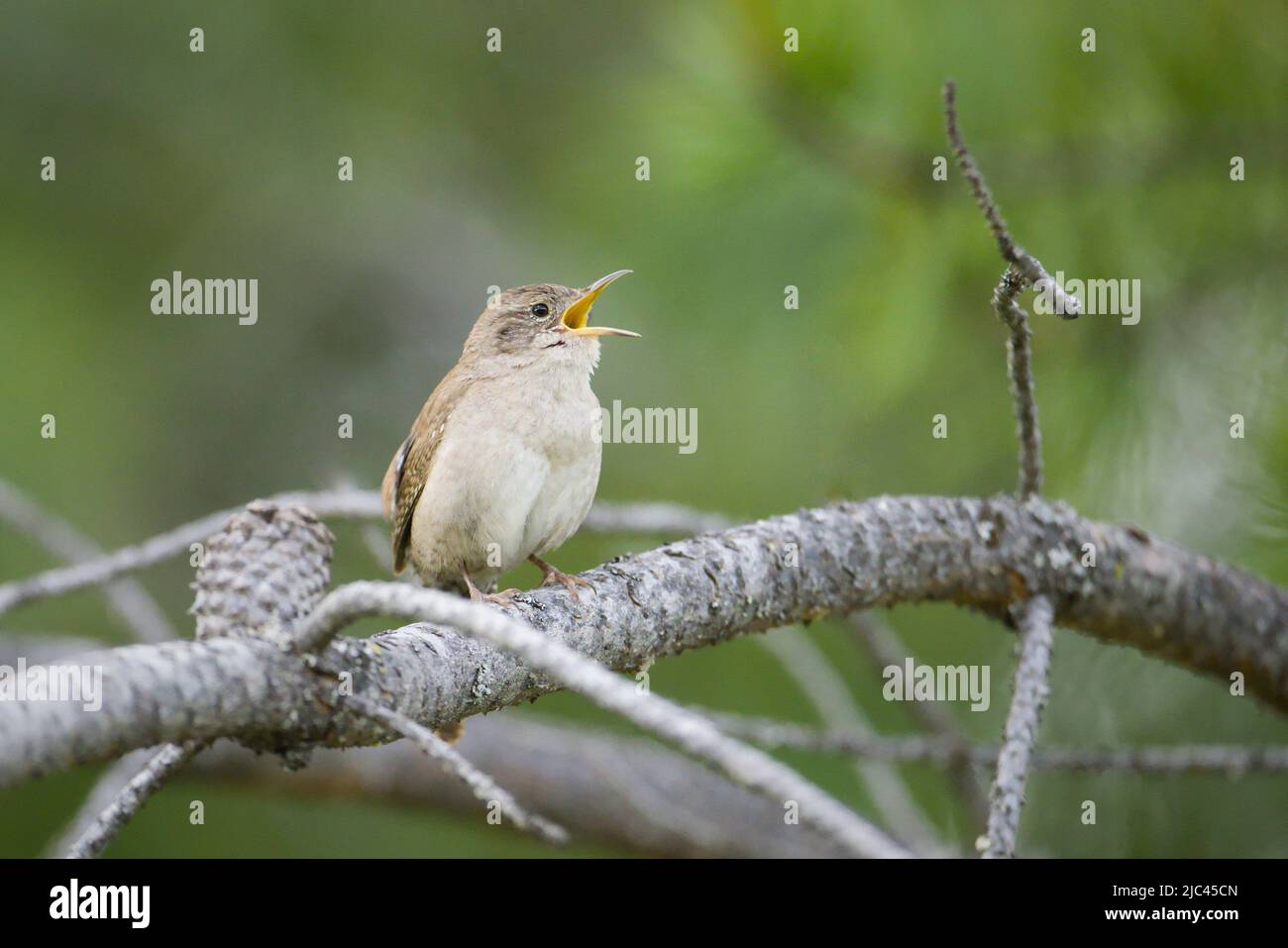 A small wren perch on a tree branch sings loudly in north Idaho. Stock Photo