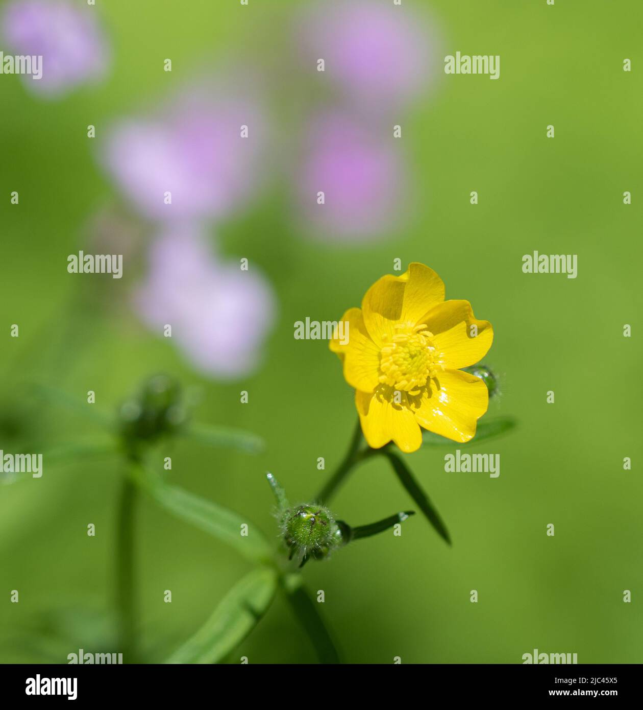 A Spring or summer background  with a yellow buttercup (Ranunculus bulbosus) Stock Photo