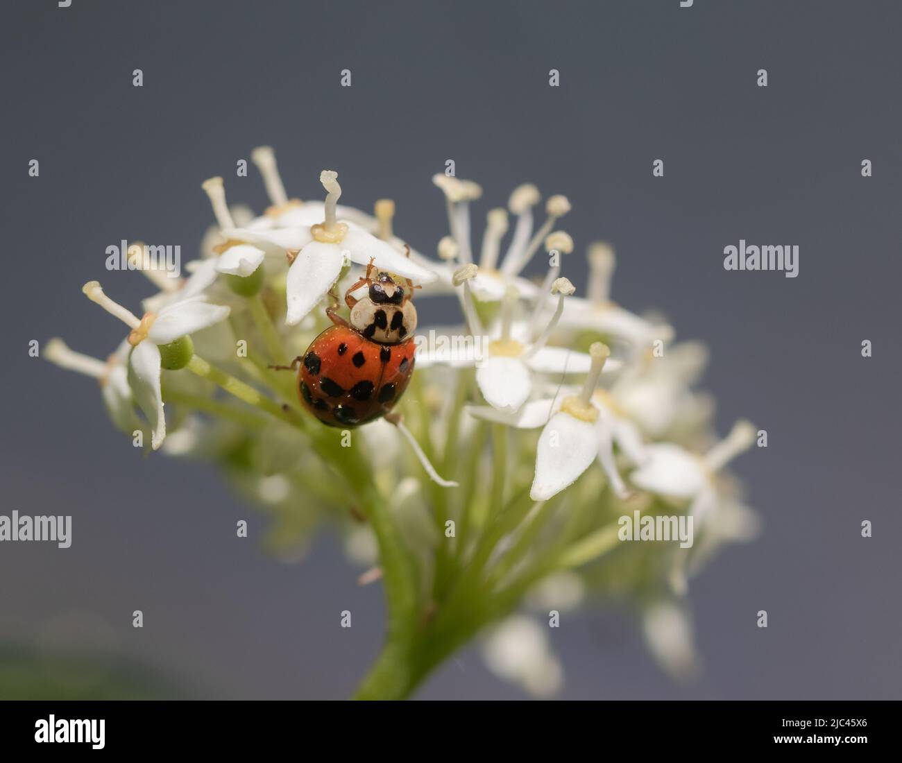 Close-up of a Lady Asian Beetle on a blooming plant Stock Photo