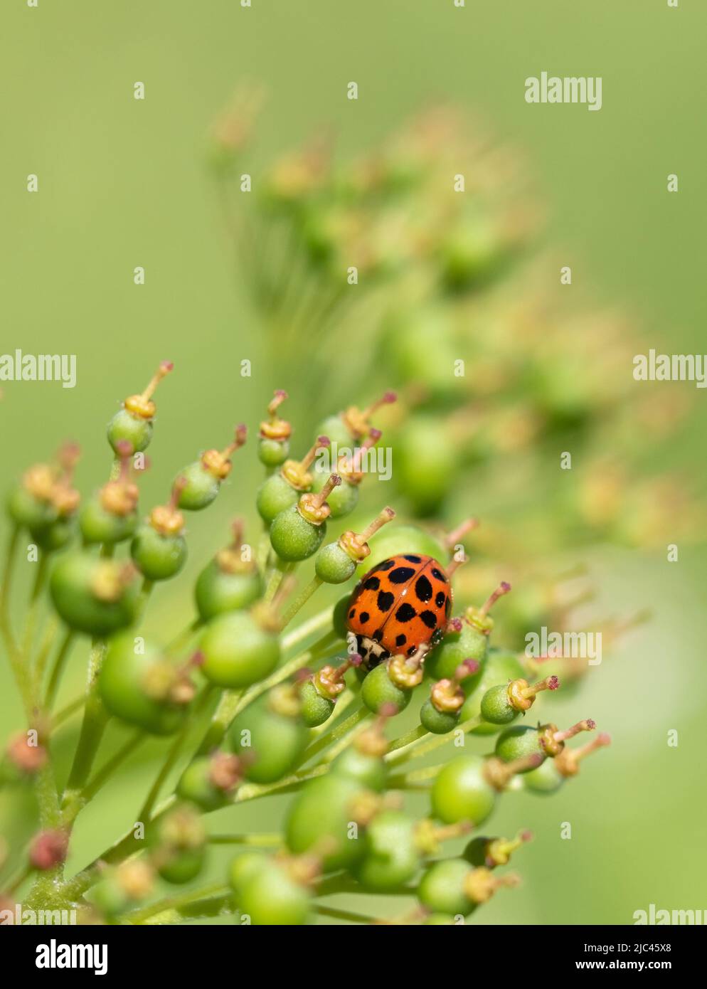 Close-up of a Lady Asian Beetle on a blooming plant Stock Photo