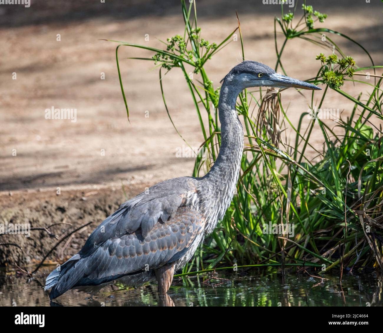 A Great Blue Heron (Ardea herodias) stands on the banks of Peanut Lake in Ernest E. Debs Regional Park, Los Angeles, CA. Stock Photo