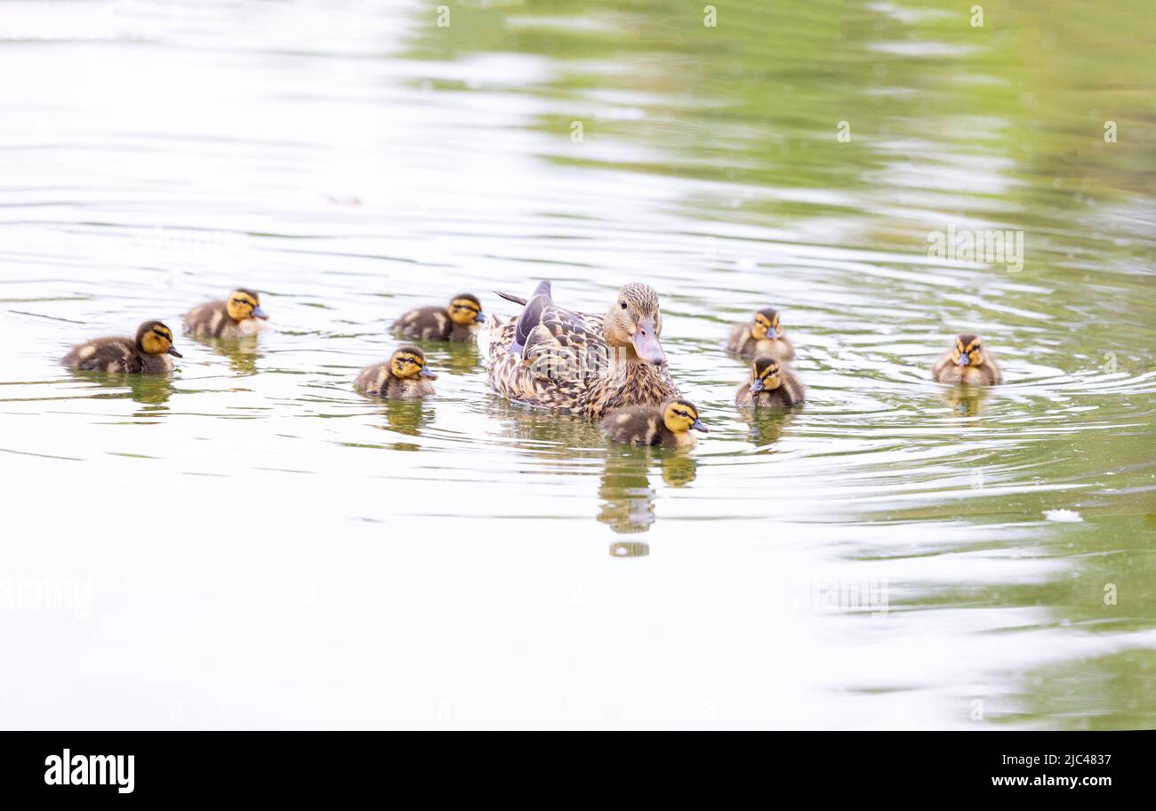 Mallard Hen and Eight Ducklings in Pond Stock Photo Alamy