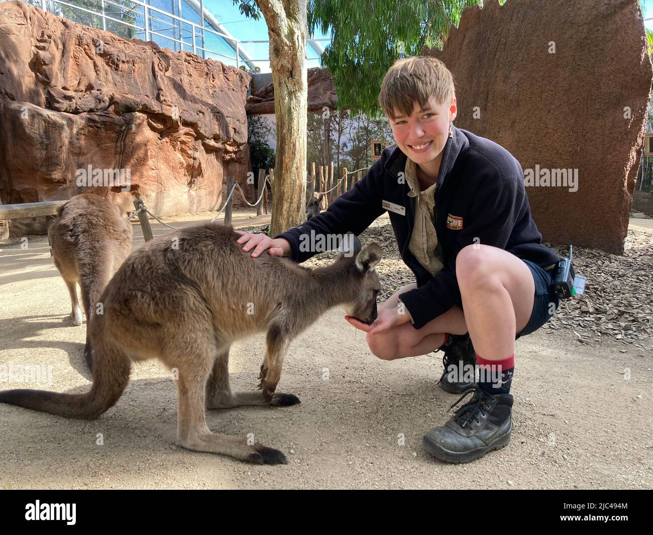 Sydney, Australia. 19th May, 2022. Animal keeper Jessica Dick with a  kangaroo at the Wild Life Sydney Zoo. Farmers call them a plague, gourmets  a treat, and animal rights activists a miracle