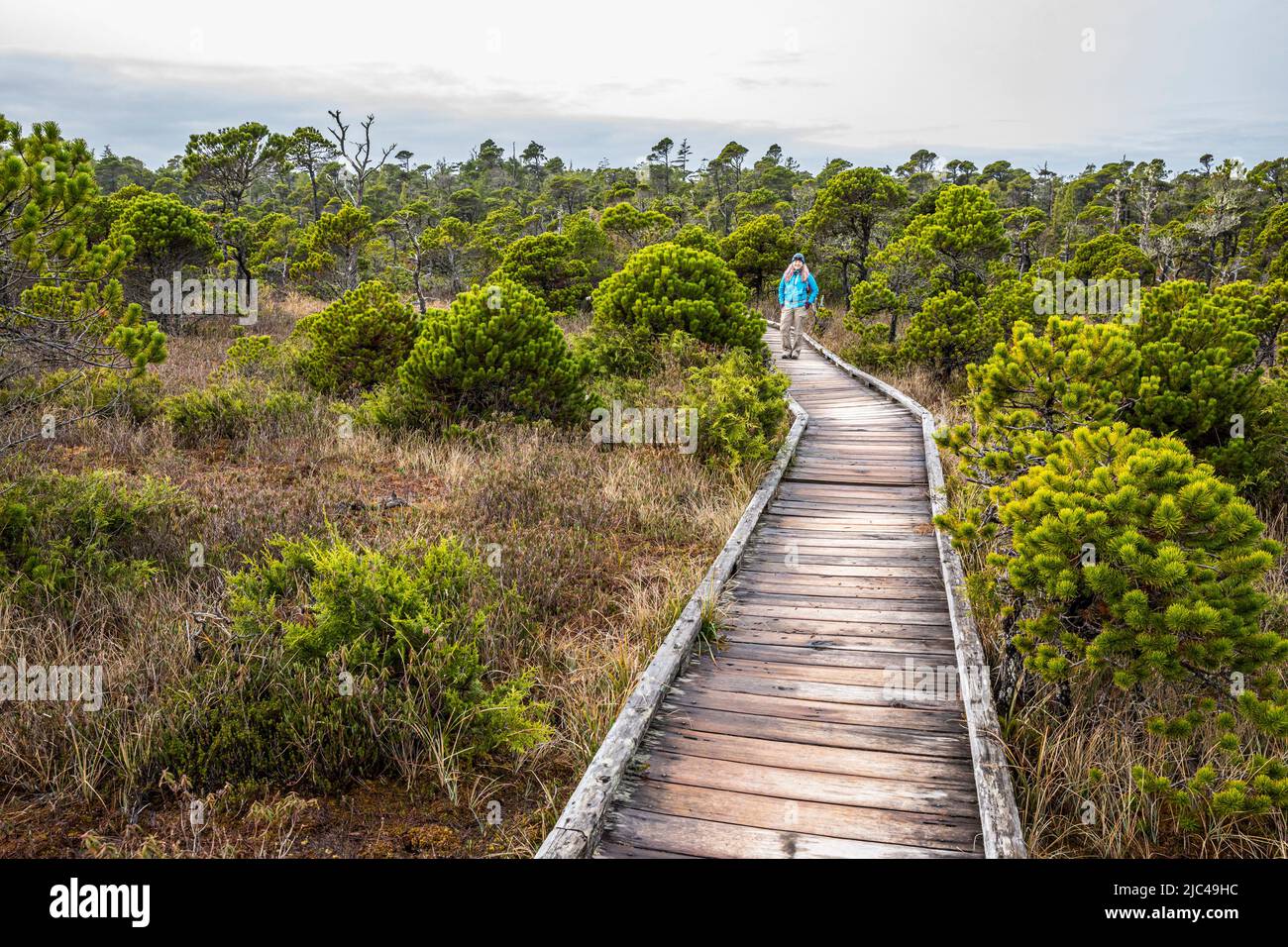 A woman on the boardwalk through Shorepine Bog in Pacific Rim National Park, Canada. Stock Photo