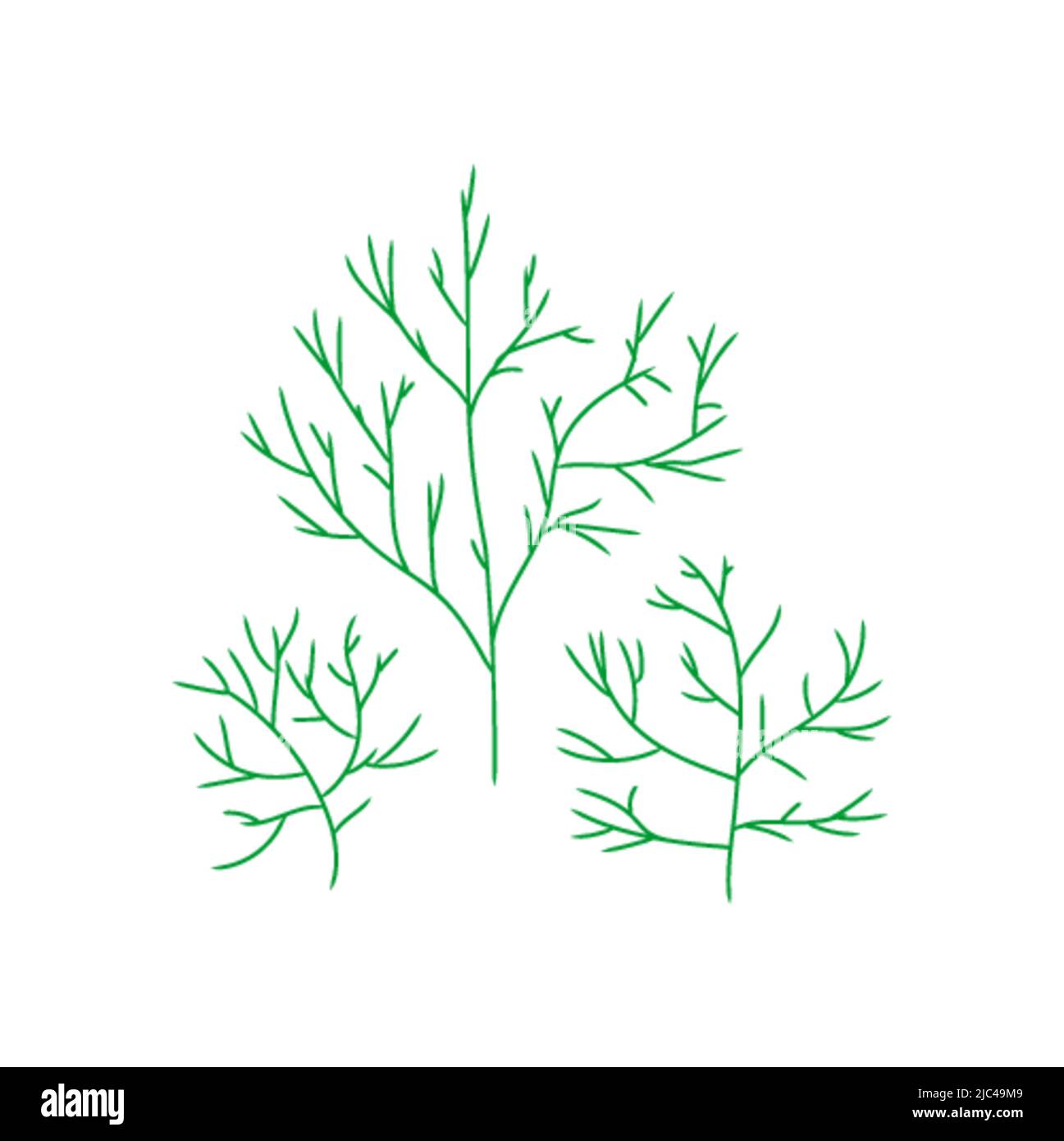 Dill isolated. spicy herb for food. dill branch Vector illustration ...