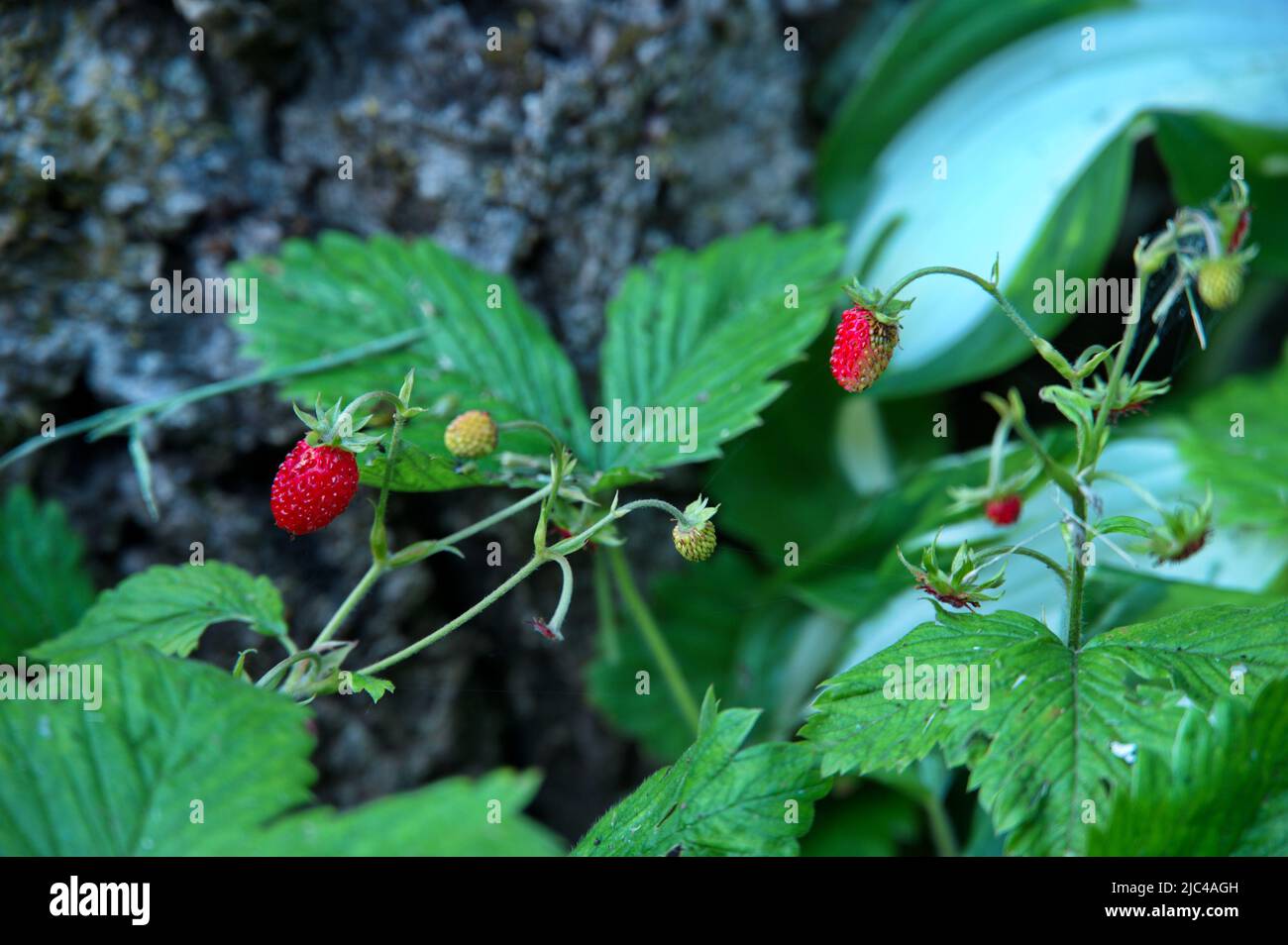 Wild strawberries in the garden Stock Photo - Alamy