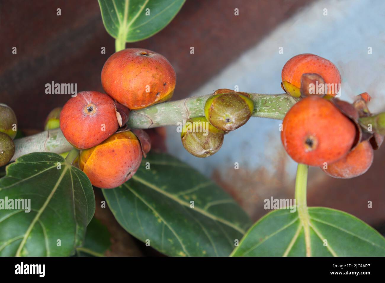 red colored banyan fruit on tree in garden for animal food Stock Photo