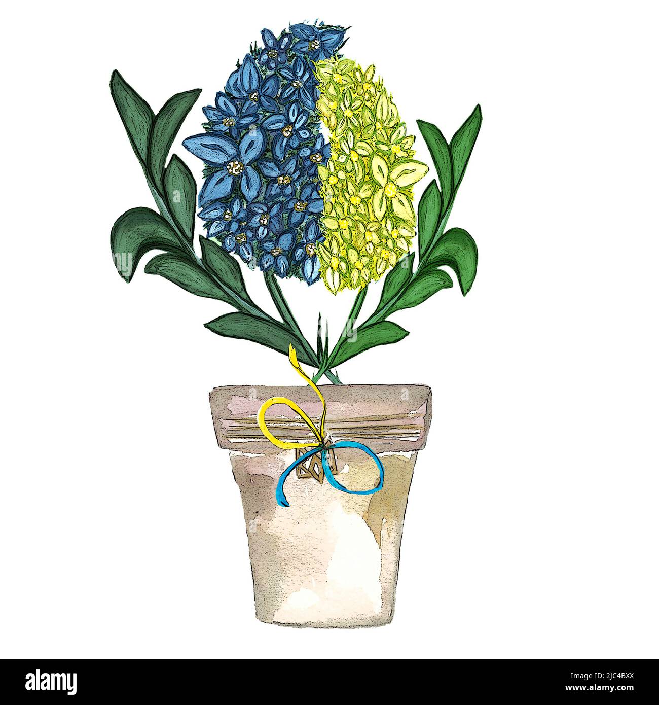 Blue and yellow flowers in pot ,isolated, Ukrainian colours,support