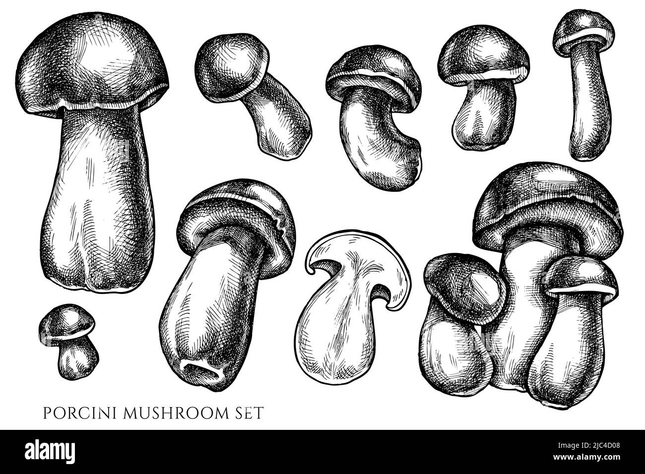 Vector set of hand drawn black and white porcini Stock Vector Image