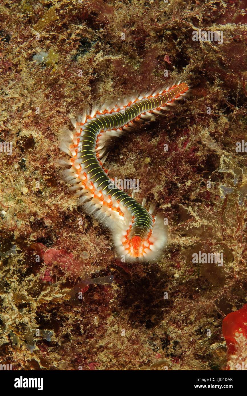 Close-up of poisonous bearded firebristle worm (Hermodice carunculata), fireworm, Mediterranean Sea, Giglio, Tuscany, Italy Stock Photo